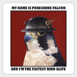 Peregrine falcon Magnet